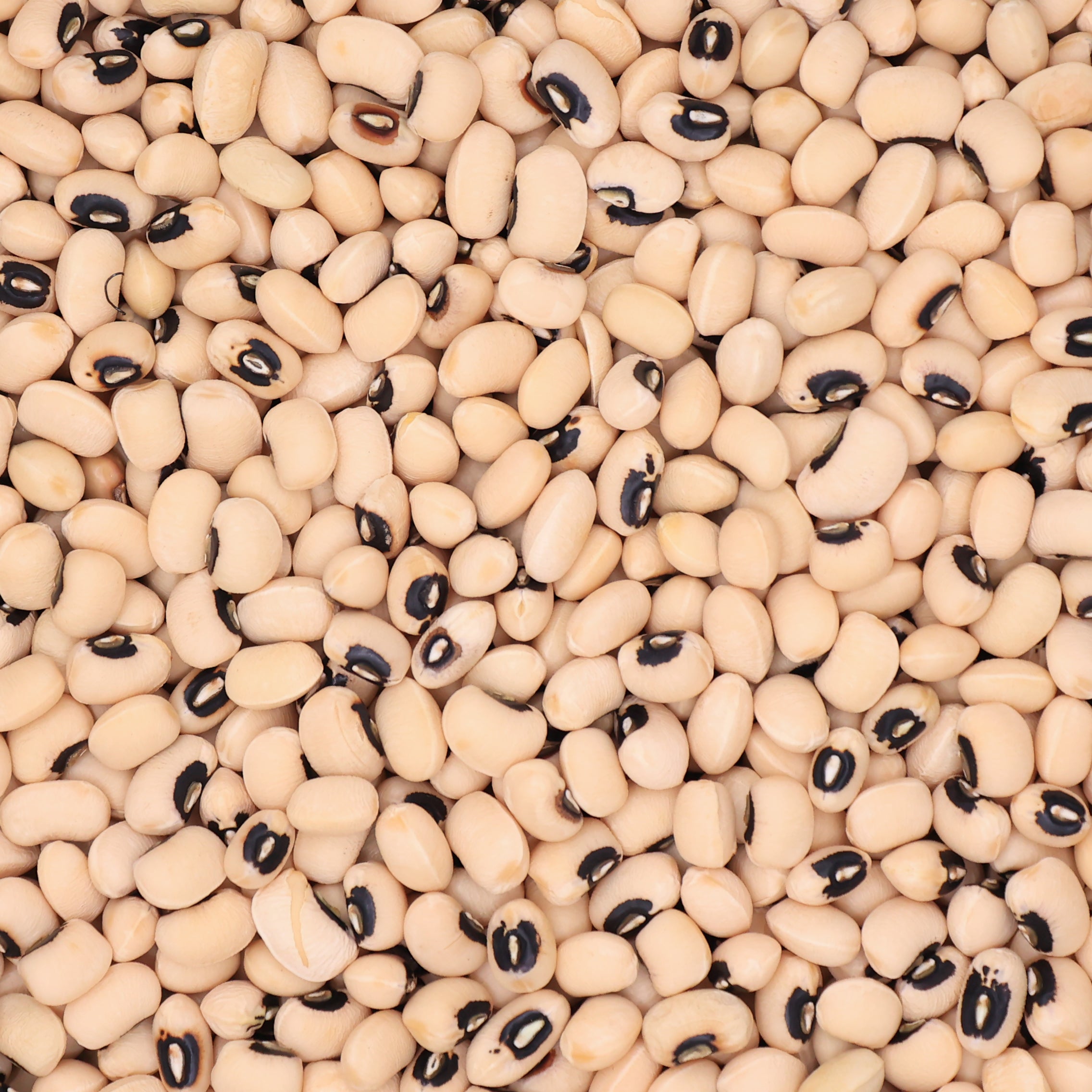Schwarzaugenbohne