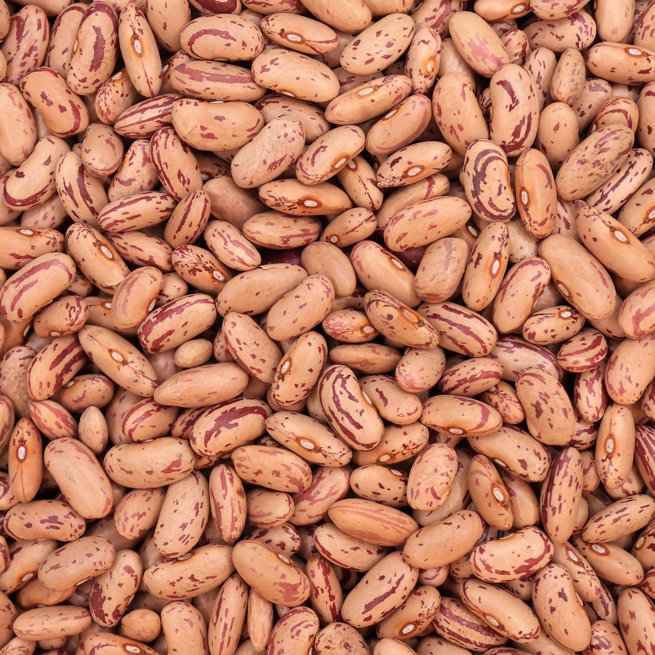 Borlotti Bohnen