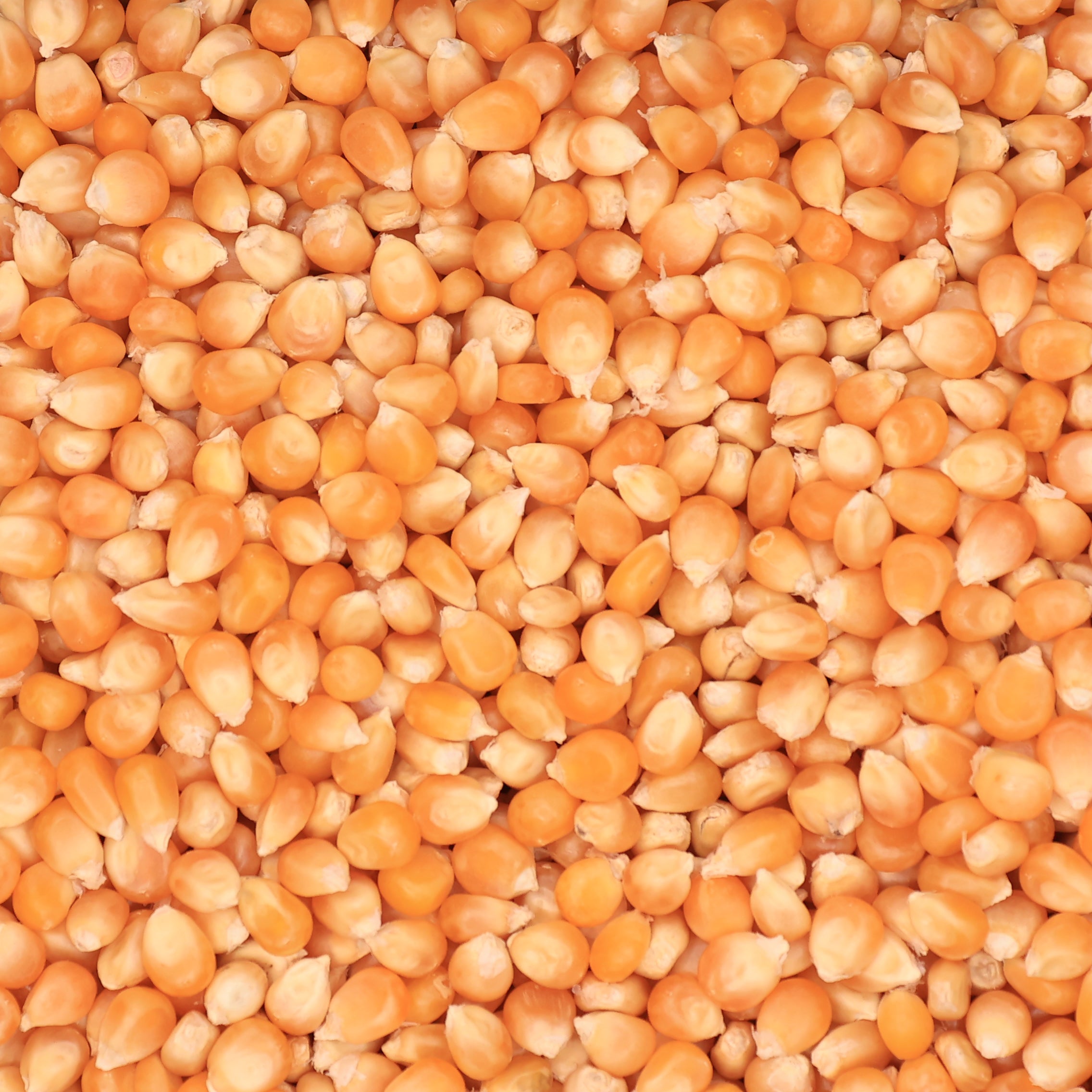Popcorn Mais