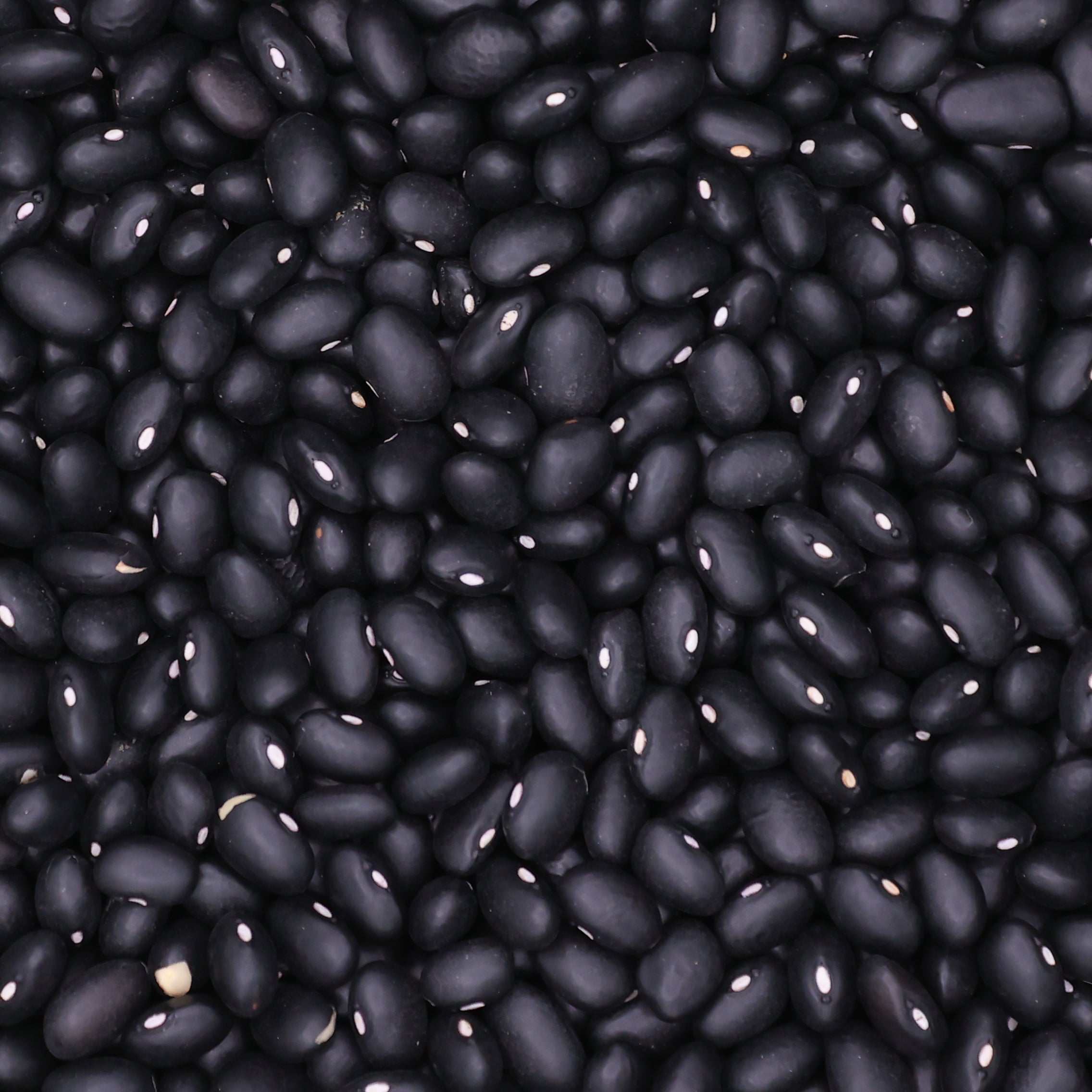 Schwarze Bohnen